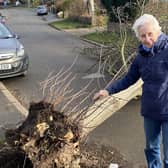 A councillor sounded the alarm to highway services when she spotted a tree blown over into the street by Storm Otto, hours after a man was taken to hospital after being struck by another tree.