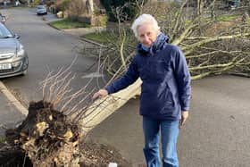 A councillor sounded the alarm to highway services when she spotted a tree blown over into the street by Storm Otto, hours after a man was taken to hospital after being struck by another tree.
