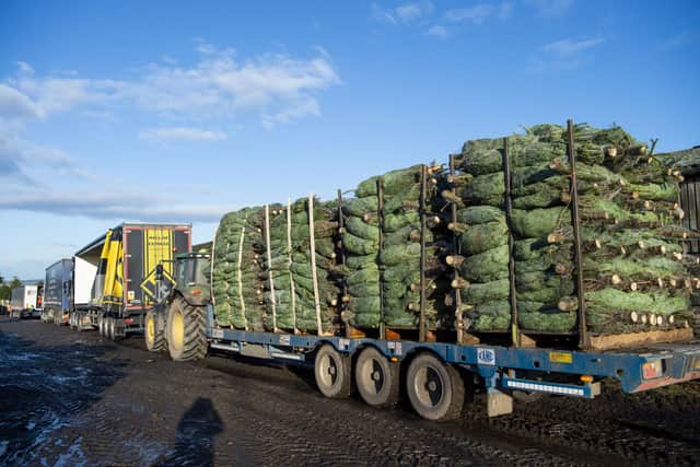 Christmas tree supply could be affected by supply chain problems