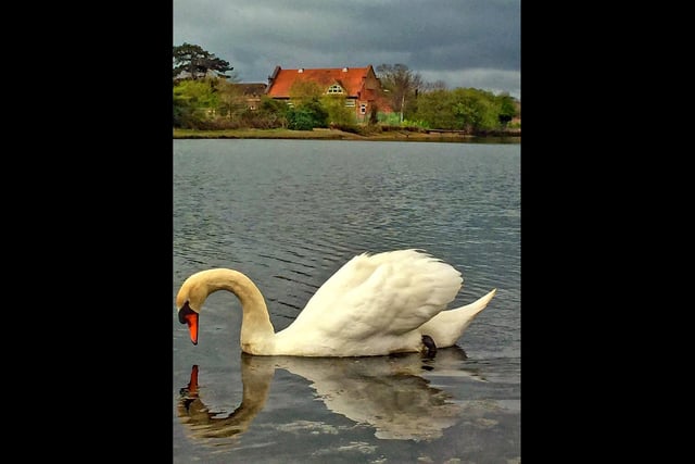 A swan creating a beautiful reflection at Alver Creek.