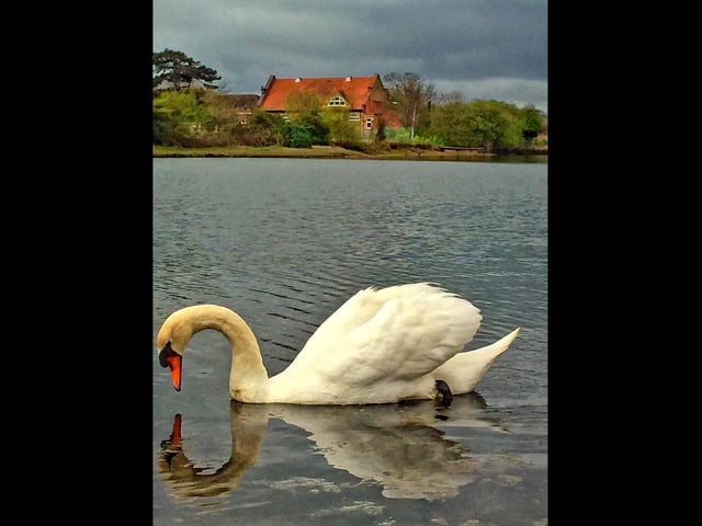 A swan creating a beautiful reflection at Alver Creek.