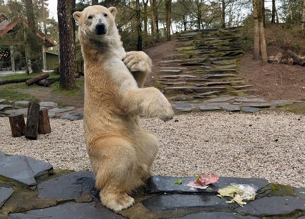 "Can you arrange for us to have tea with the polar bears at Yorkshire Wildlife park?"