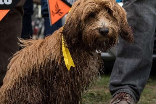 A cross between a Cocker Spaniel and a Poodle, these popular dogs inherit the easy-going temperament typical of both its parent breeds. They are easy to train but take a lot of grooming. (Photo: Getty)