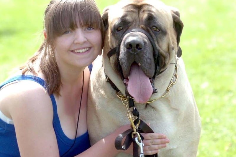 Laura Price, aged 16, with mastiff Toby, aged two, in the dog show at Handsworth Festival on  July 24, 2010