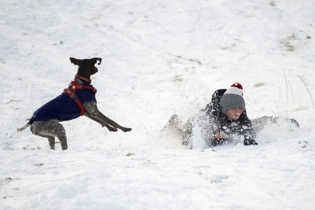 A dog gives chase to Thomas Clark on his sledge at The Braids