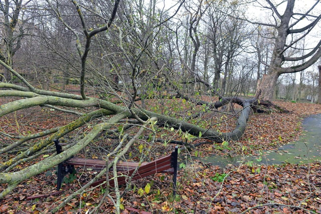 South Tyneside Council received reports of trees falling in over 300 locations across the borough.