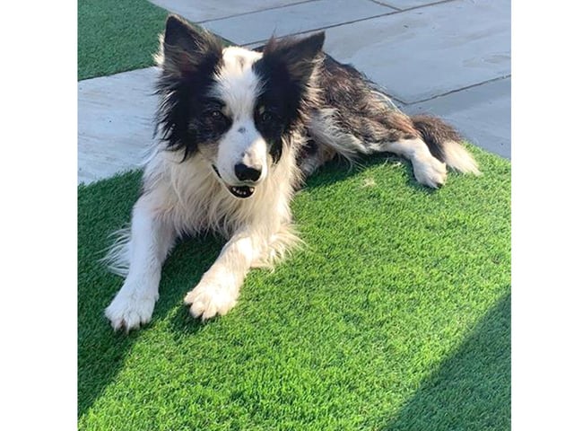 Charlotte Everest's other pet, Apollo Tamerrye, sunbathes in the garden.