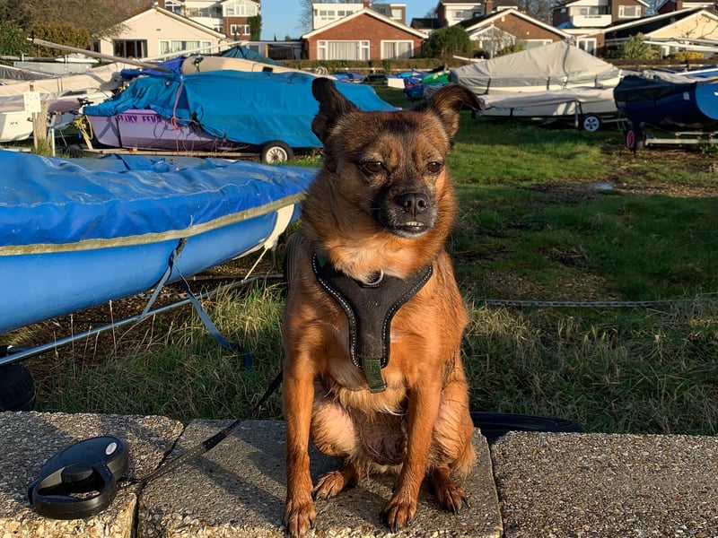 Romana the Romanian rescue enjoying a walk at Prinstead near Emsworth
