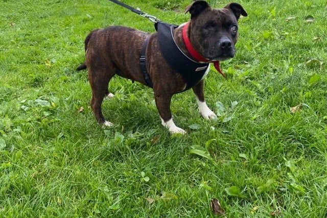 This eight-year-old Staffordshire bull terrier could possibly live with older children.