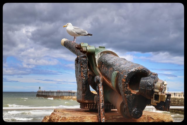 A seagull keeps watch on his perch at the seaside.