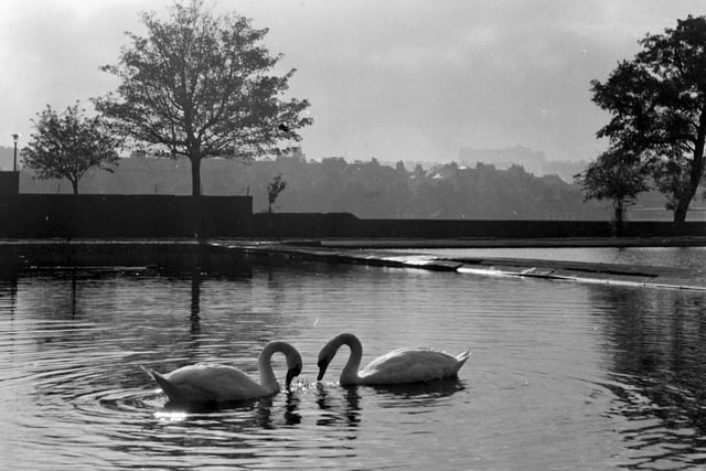 A pair of swans on Inverleith Pond in October 1965.