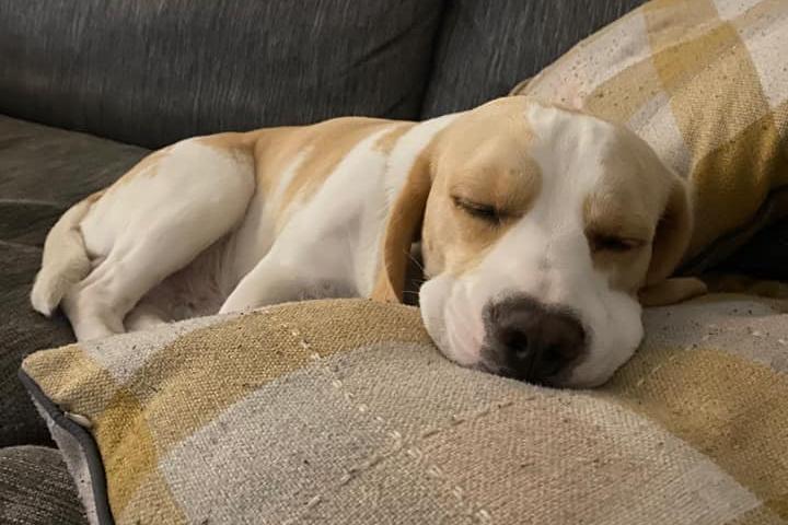 One-year-old Ollie the Beagle catches some Zs.