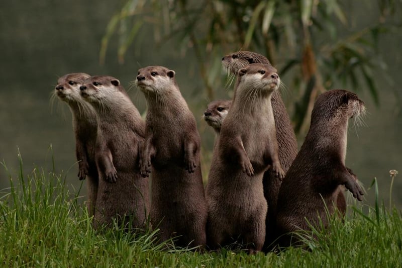 Though they’re not entirely uncommon, otters are relatively elusive and tend to be difficult to come across out in the wild. Your best chances to see them are in Aughton Woods in Lancashire, Ranworth Broad in Norfolk, the Wolseley Centre in Staffordshire and Cricklepit Mill in Devon.
