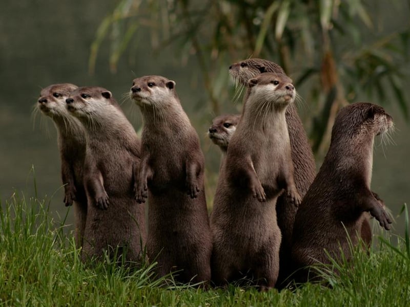 Though they’re not entirely uncommon, otters are relatively elusive and tend to be difficult to come across out in the wild. Your best chances to see them are in Aughton Woods in Lancashire, Ranworth Broad in Norfolk, the Wolseley Centre in Staffordshire and Cricklepit Mill in Devon.