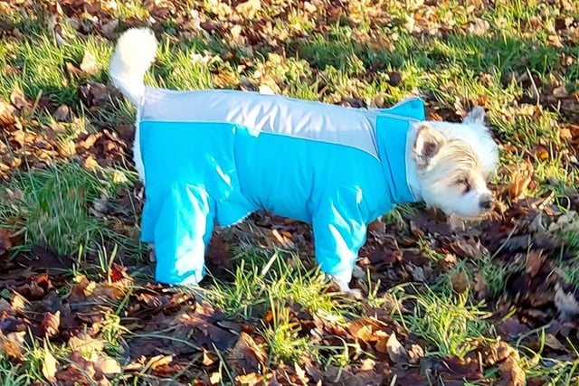 Dog Enzo all wrapped up on a winter walk with owner Angie Doram.