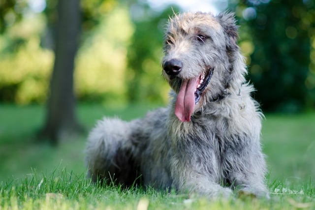 Irish Wolfhounds are extremely intelligent, and are calm and sensitive to the emotions of humans (Photo: Shutterstock)