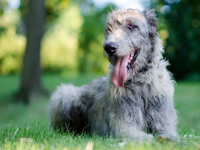 Irish Wolfhounds are extremely intelligent, and are calm and sensitive to the emotions of humans (Photo: Shutterstock)