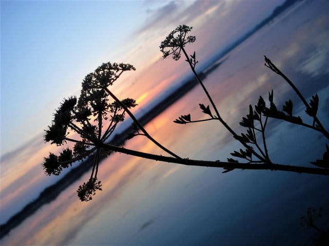 Silhouette at Hayling by Lorraine Nethersole