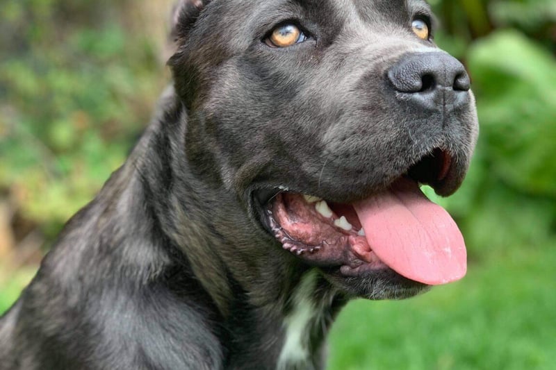 Bluebell is ready to find her forever home. She is a one-year-old Cane Corso, but very small in size (only 29kg!). Bluebell has been through so much in her life so far, but she’s doing us proud and growing in confidence. She needs to find a very experienced child-free home in a quiet area (a countryside/rural environment). She needs a confident, calm owner who will give her the guidance and support she needs. Bluebell is very nervous and untrusting of strangers and will need a series of meet and greets with potential adopters. She will need a responsible and sensible approach to visitors to the home – she is naturally territorial, and will need careful and slow intros to any visitors. Once she knows you, she is a total goofball who is silly, really playful, daft and totally loveable! Bluebell can potentially live with a larger breed calm, friendly neutered male dog, after sensible, slow introductions. She can’t be rehomed with cats! She is the most amazing girl, with so much potential. She will need total commitment and there is lots of work still to be done to help Bluebell blossom and grow in confidence more as she matures. She now just needs to find the right home to help her along the way.