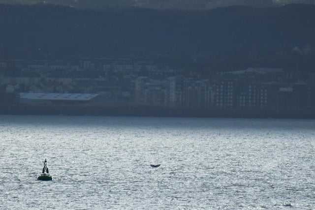 With the right lens and a bit of patience, many people have been able to catch the whale on camera.