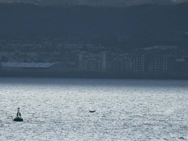 With the right lens and a bit of patience, many people have been able to catch the whale on camera.