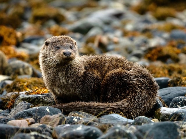 An otter photo captured in October on the Isle of Mull.