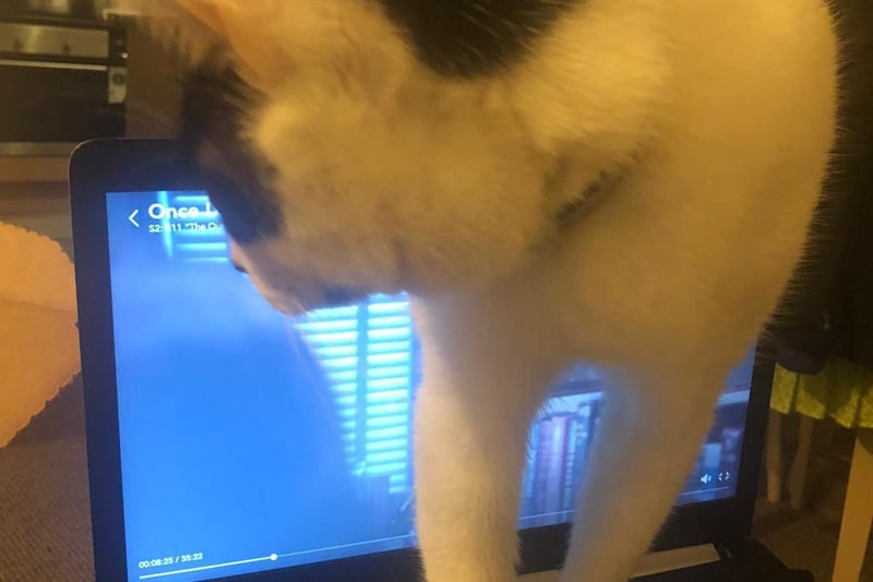 "My cute Oreo standing on my daughter's laptop".