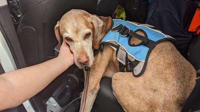 The adorable pooch was found on the M1 near Sheffield by traffic officers carrying out their daily duties (picture: Highways England)