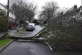 A Sheffield Streets Ahead picture of a tree blown down in the high winds of Storm Dudley today, February 16, blocking Dobcroft Road, Millhouses. Streets Ahead worked to clear the road