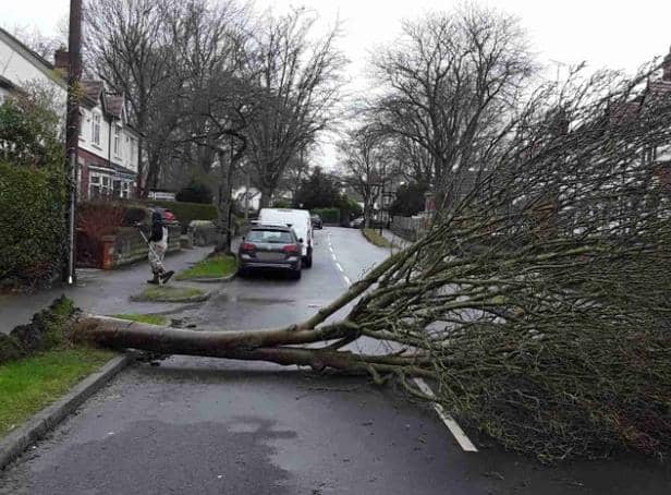 A Sheffield Streets Ahead picture of a tree blown down in the high winds of Storm Dudley today, February 16, blocking Dobcroft Road, Millhouses. Streets Ahead worked to clear the road