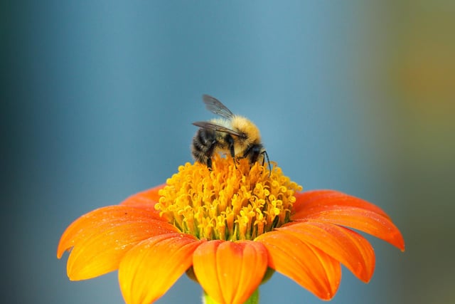 Hoghly commended - A bee on a flower in Essex.