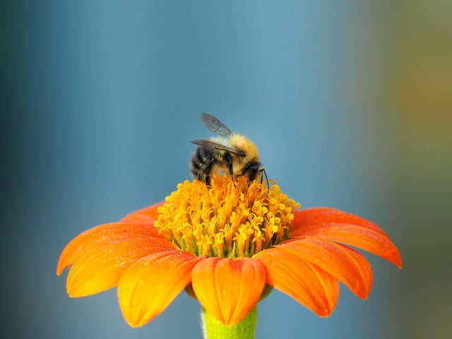 Hoghly commended - A bee on a flower in Essex.