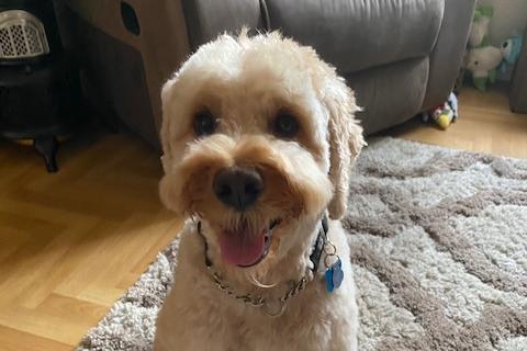 Barney the cockapoo has been a constant support to owner Remy Cairns