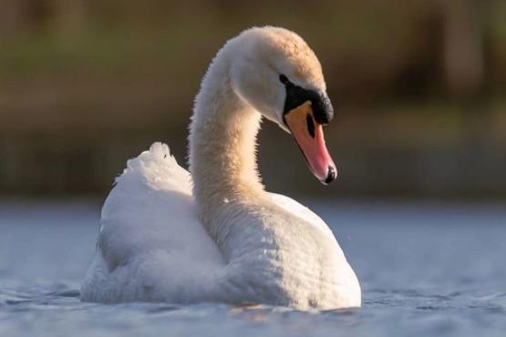 The swans have been out in the sun. Photo from @theskysthelimit.photography