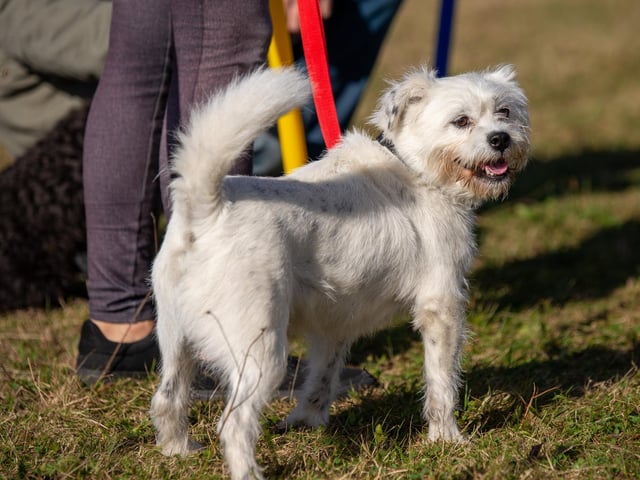 Did you know there are almost 400 recognised dog breeds in the world?