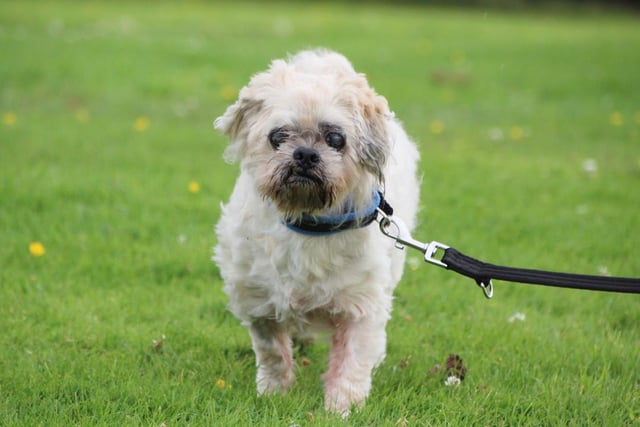 At 13 years young, Billy prefers a quieter style of life, but he still enjoys being fussed over and taken on walks. He has very little eyesight, but is able to map out his environment quickly and manages well. He is currently staying in a foster home and has some ongoing medical requirements, so potential owners must be aware of ongoing costs. Breed: Lhasa Apso.