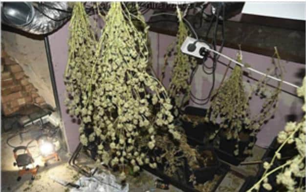 Cannabis plants were seized after a police raid in Fox Hill, Sheffield