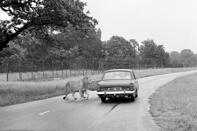 An inquisitive lion takes a look at some tourists in 1972.