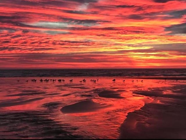 Wildlife enjoying the sunrise at Seaburn.