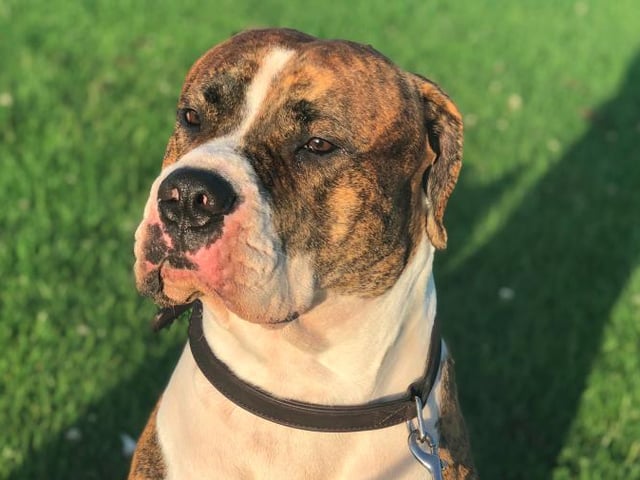 Daylene Hawkins sent us this photo of her dog Kyran, who she says 'loves people'