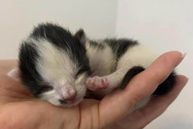 Newborn kitten Magnus is being cared for by a Cat-Ching volunteer in Sheffield