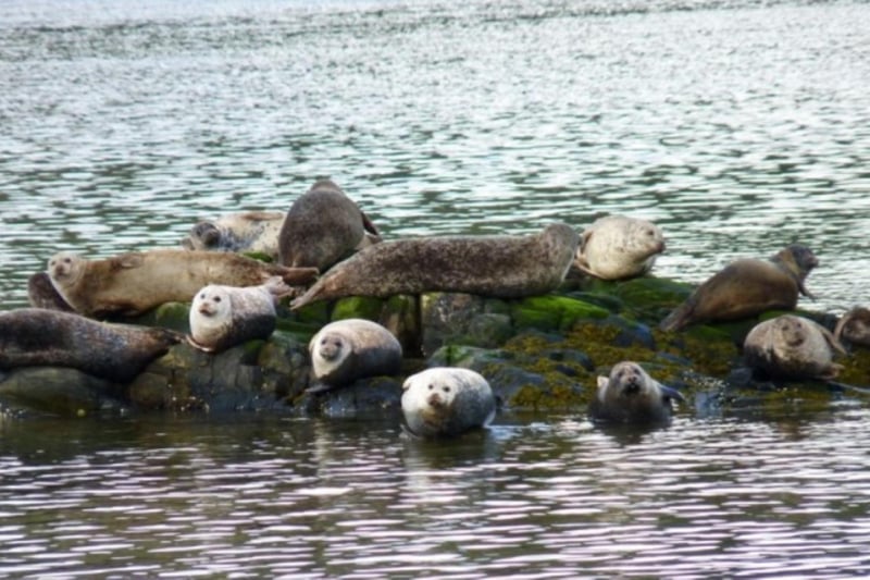 Look out for the wildlife, including a resident population of seals.