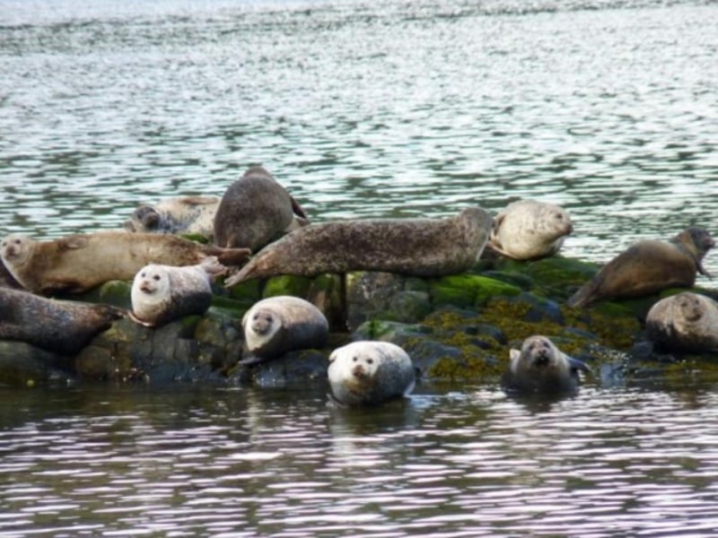 Look out for the wildlife, including a resident population of seals.