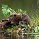 Eurasian beavers - Sheffield City Council has approved a project to see if they can be reintroduced to the area to help with natural flood defences. Picture: Sheffield Greens