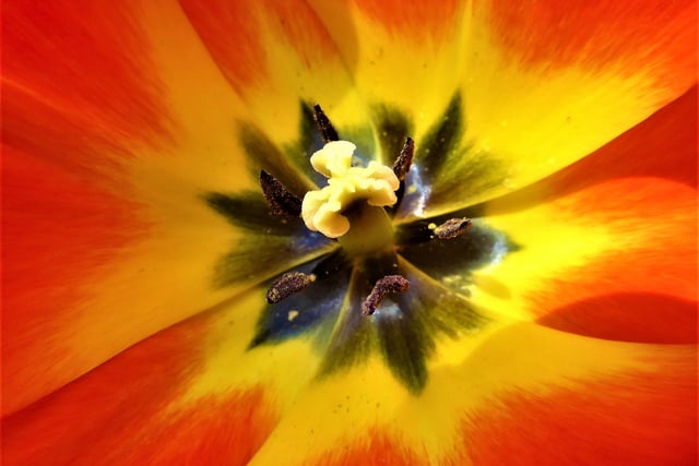Going in close makes you see things that a lot of people don't notice like...
Deep inside a yellow/red tulip you'll see some examples of nature's beauty.