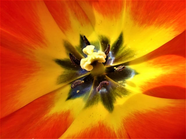 Going in close makes you see things that a lot of people don't notice like...
Deep inside a yellow/red tulip you'll see some examples of nature's beauty.