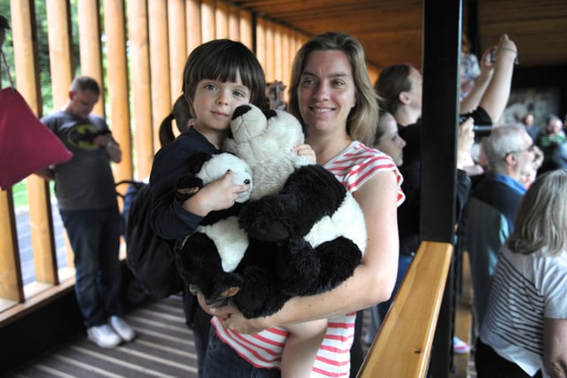 Yang Guang the Giant Panda at Edinburgh Zoo celebrates his 9th birthday today and was treated to some 'Panda Delights' . Noah Verri aged 3 and his mum, Clair, were visiting the zoo from East Lothian.