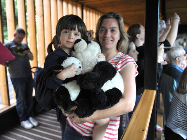Yang Guang the Giant Panda at Edinburgh Zoo celebrates his 9th birthday today and was treated to some 'Panda Delights' . Noah Verri aged 3 and his mum, Clair, were visiting the zoo from East Lothian.