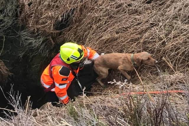 The moment Olive the labrador is rescued by a firefighter from a mine shaft off Ringinglow Road in Sheffield