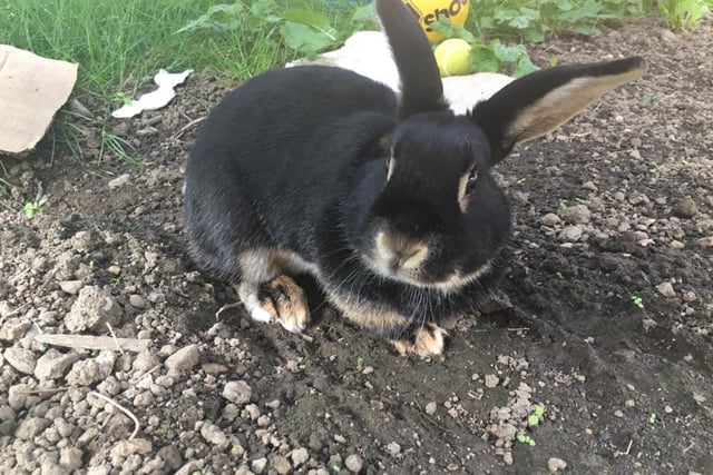 Jenny Elizabeth Carnall submitted this photo of Willow, the rabbit.